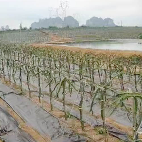 防草�?9